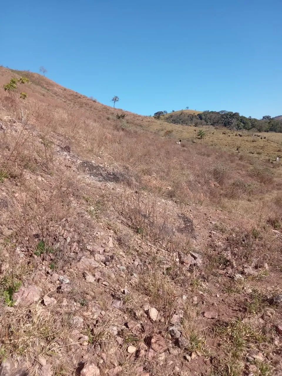 Fazenda de 10 alqueires em Oliveira - MG - Foto 3