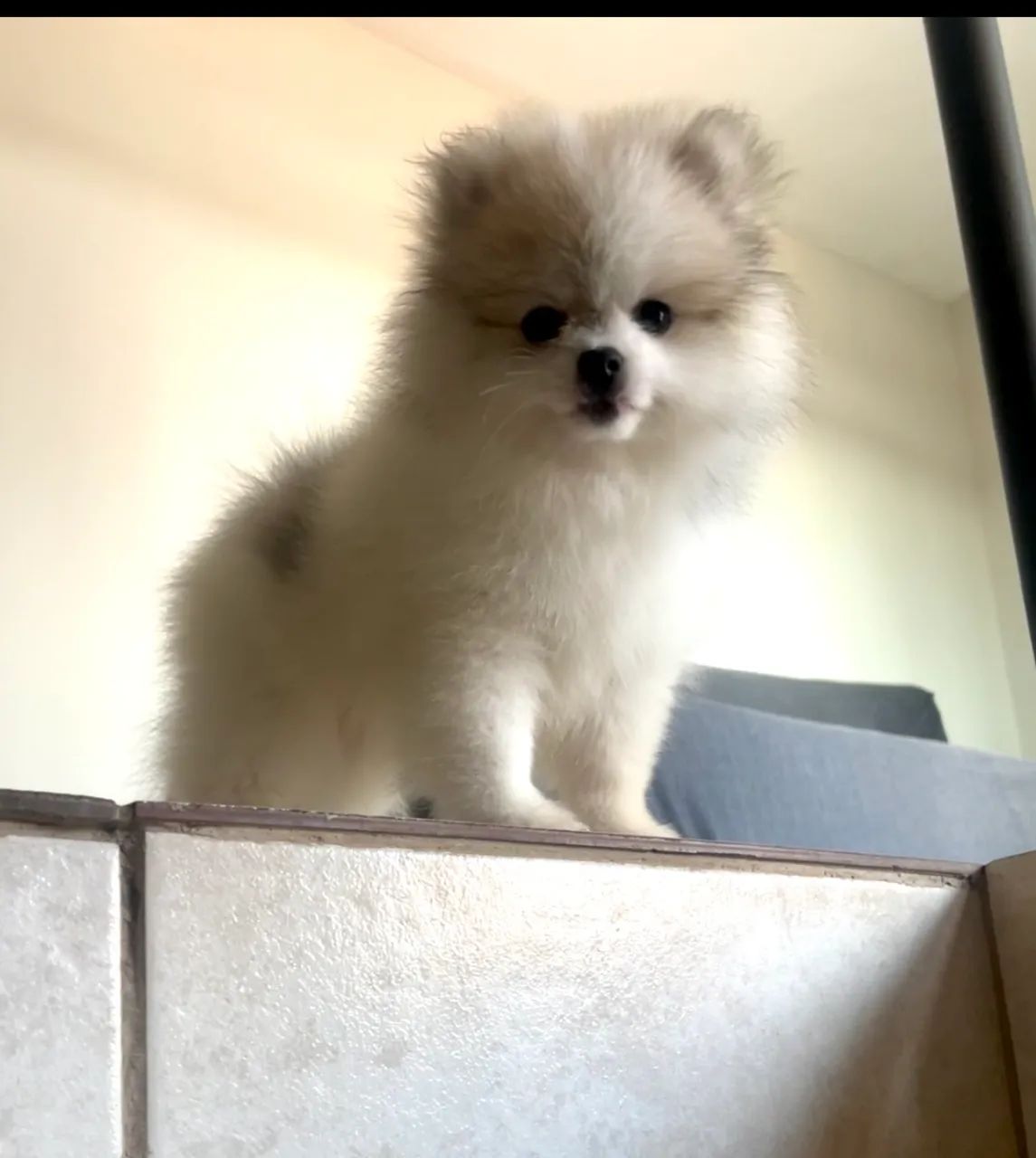 Filhote de Spitz Alemão  - Foto 4