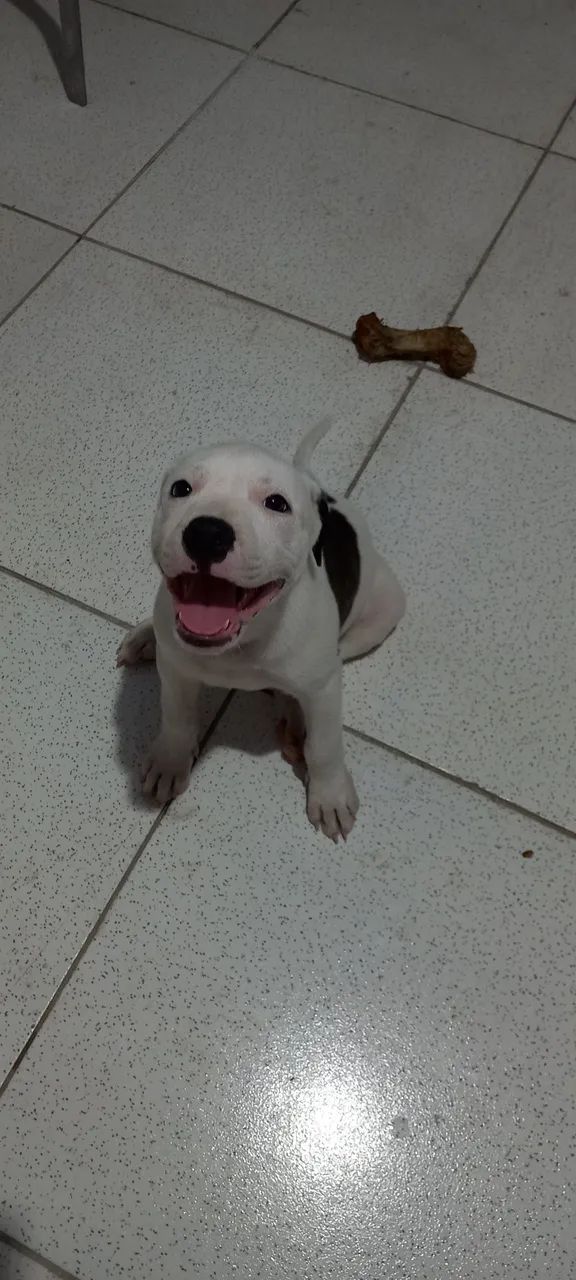 Filhote de pitbull  - Foto 3