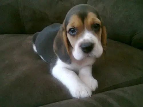 Beagle cheio de energia