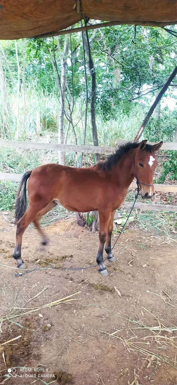 Cavalo potro 8 meses  - Foto 2