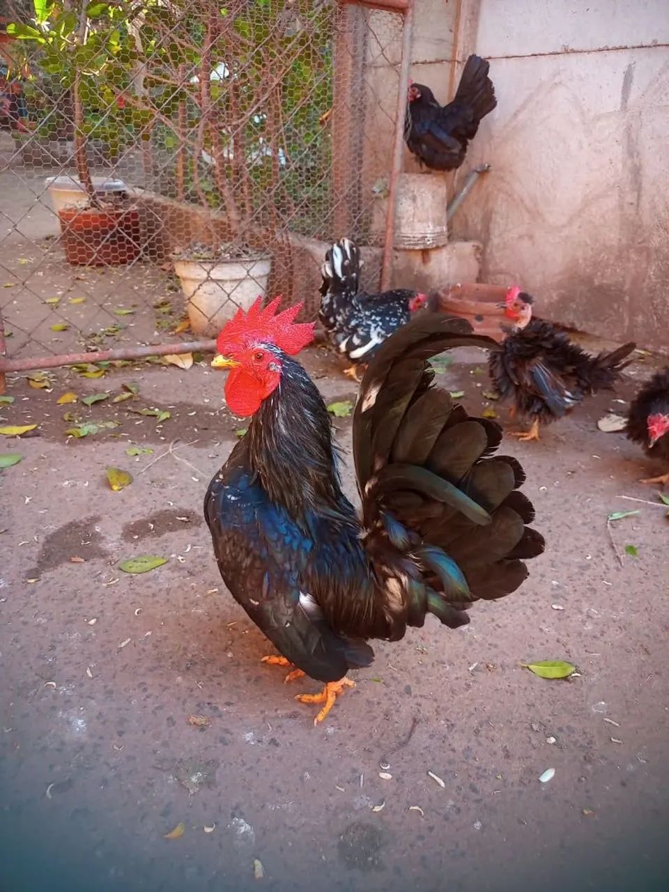 Galos nanicos!! - Foto 3