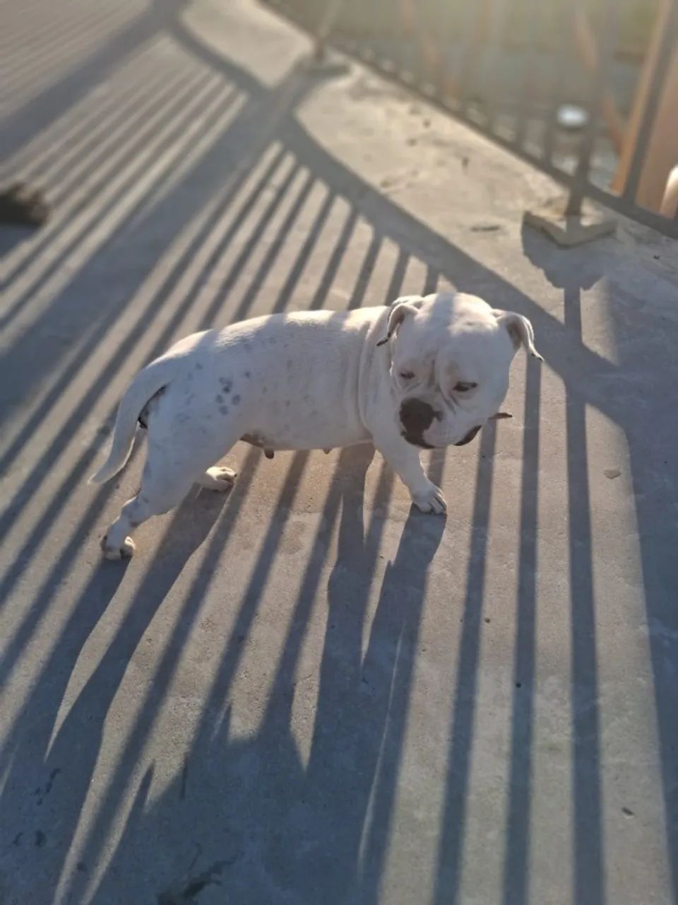 Filhotes american bully - Foto 2