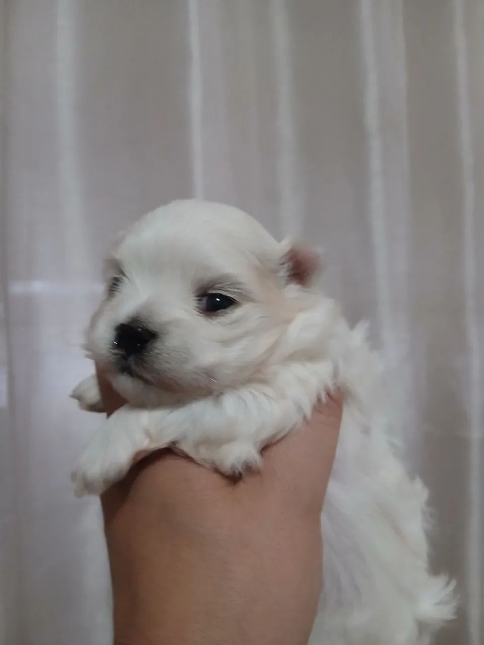 Maltês  - Foto 5