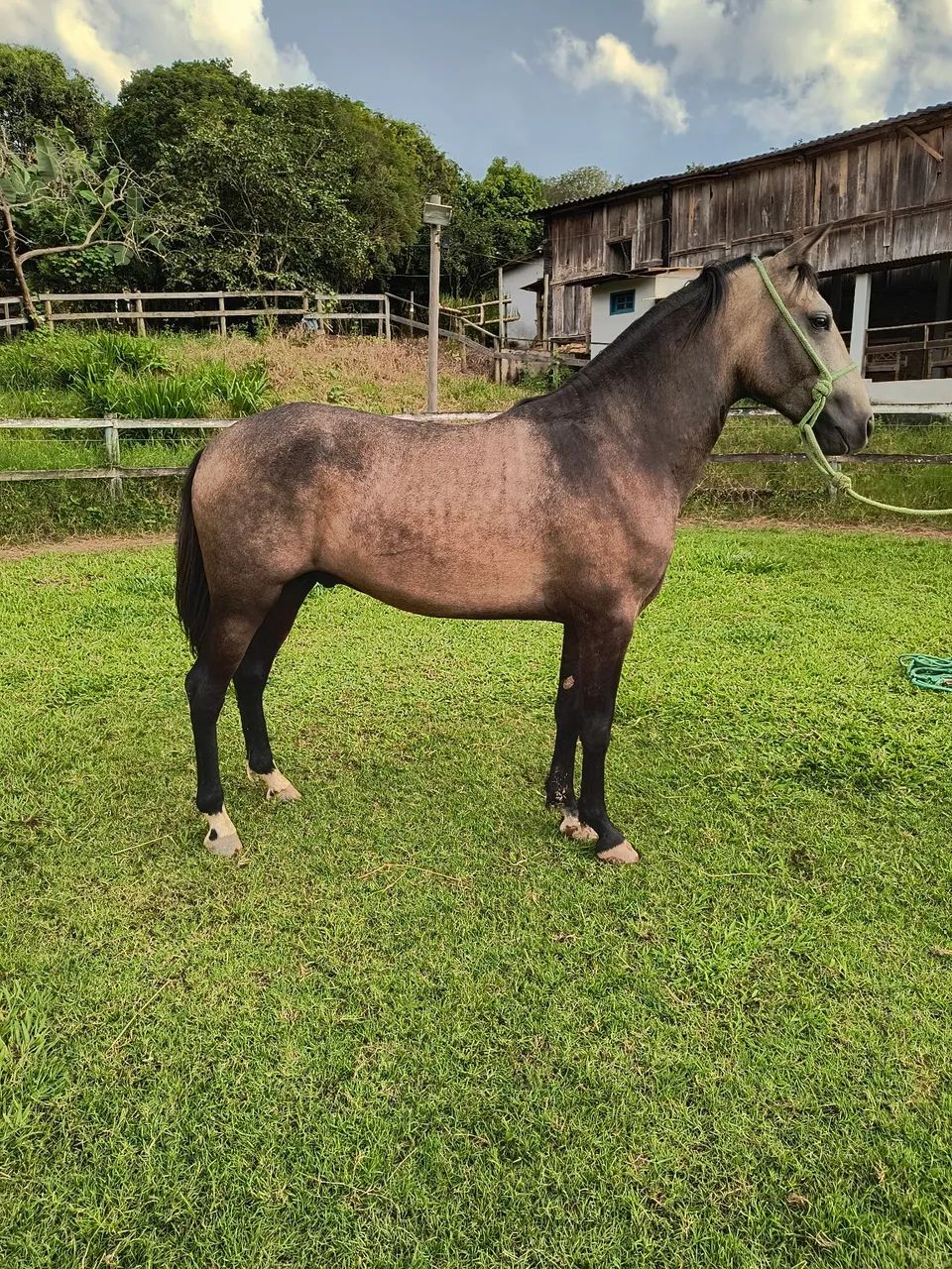 Filho do Fator de Três Corações e  neto do Estanho de Alcatéia !!!! - Foto 3