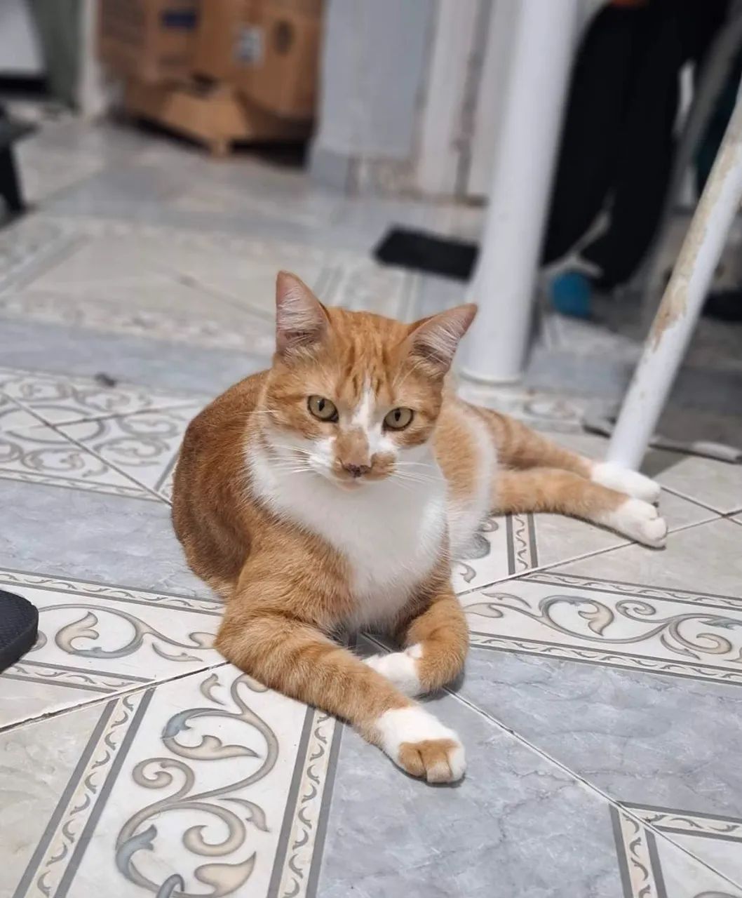 Gato para adoção.  - Foto 2