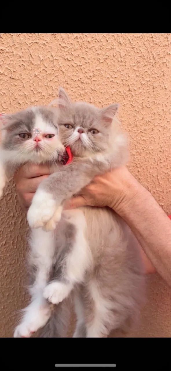 Filhotes de Gato Persa - Padrão Show Disponíveis! - Foto 5