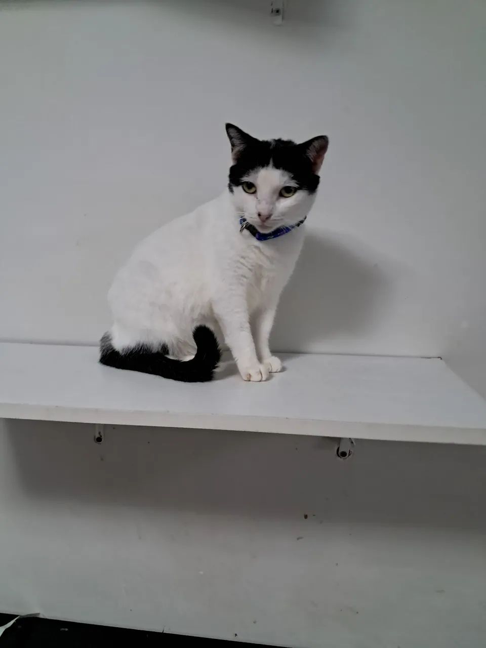 Gatinha para adoção 