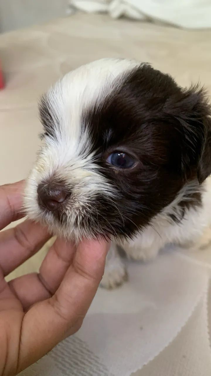 Vendo shitz macho  - Foto 3