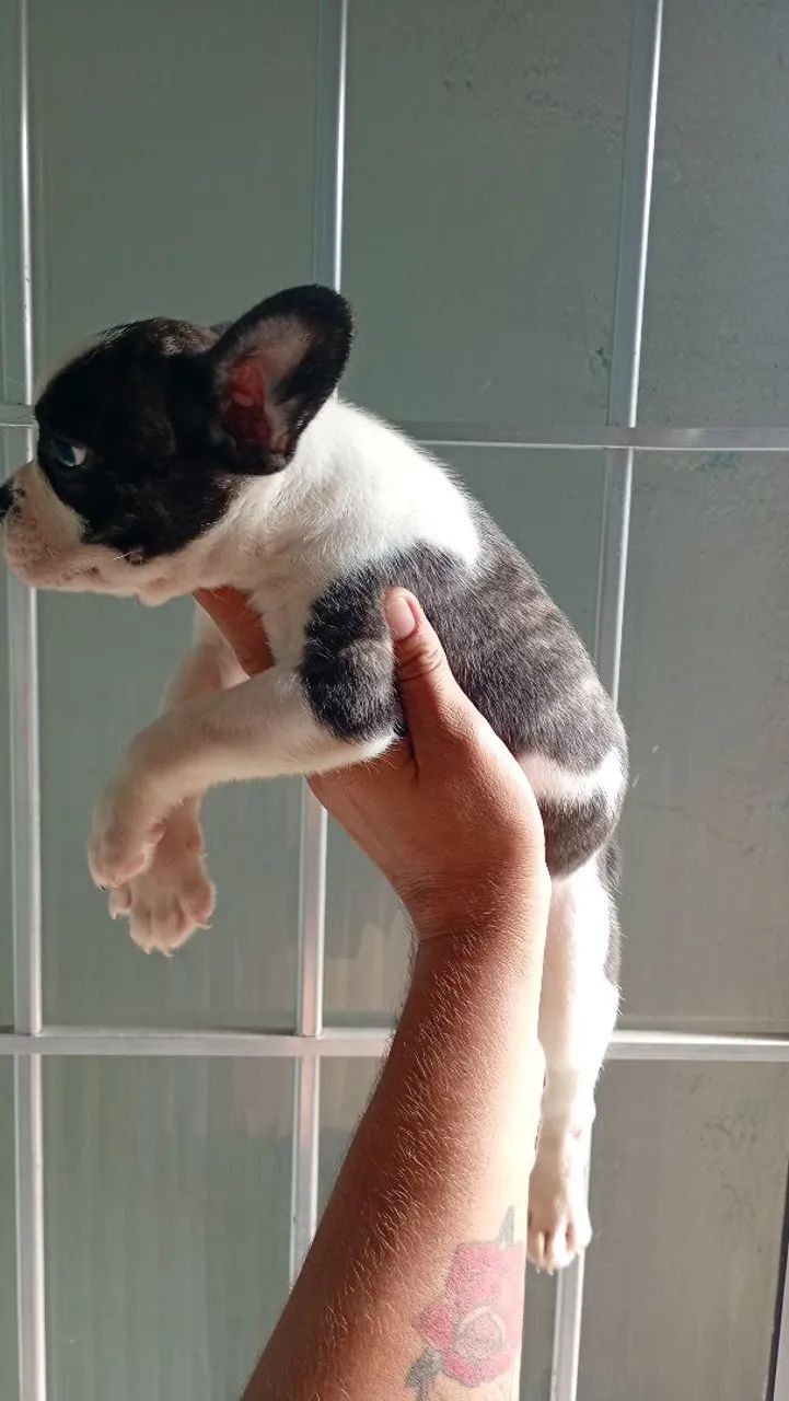 Bulldog francês  - Foto 3