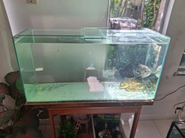 Aquário Top - Foto 2
