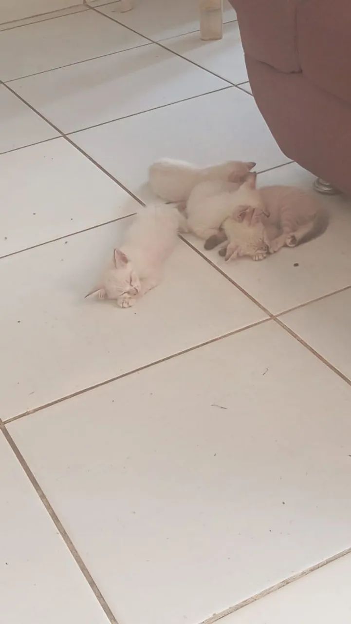 Doação de gatos - Foto 4