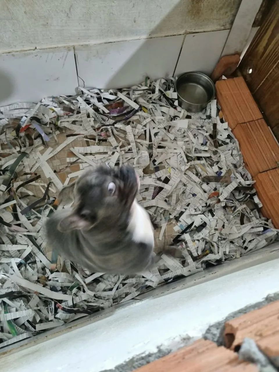 Buldog Francês 