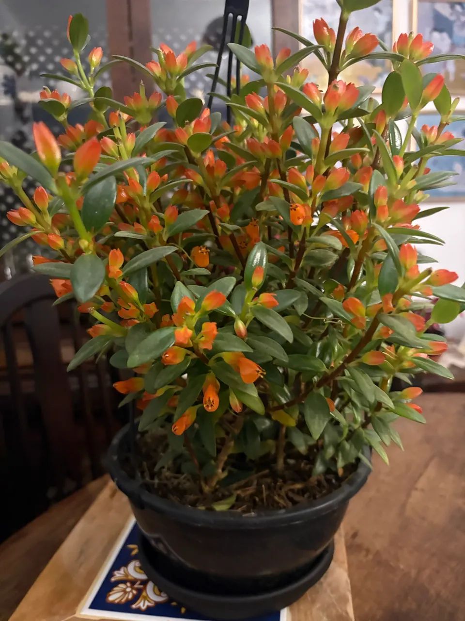 Columeia peixinho 