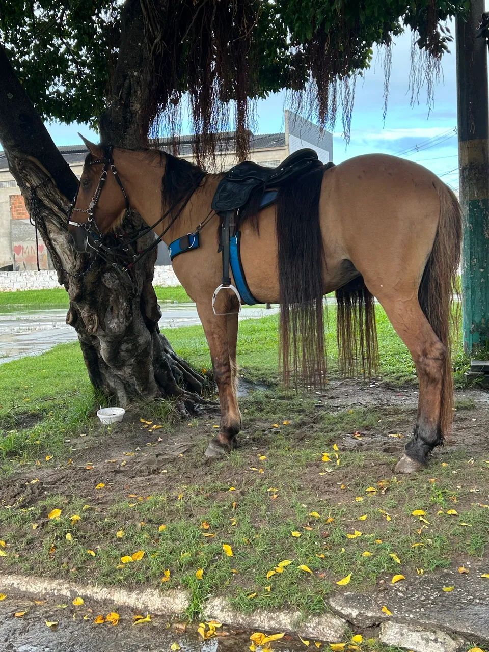 Cavalo mestiço de manga larga a venda - Foto 2