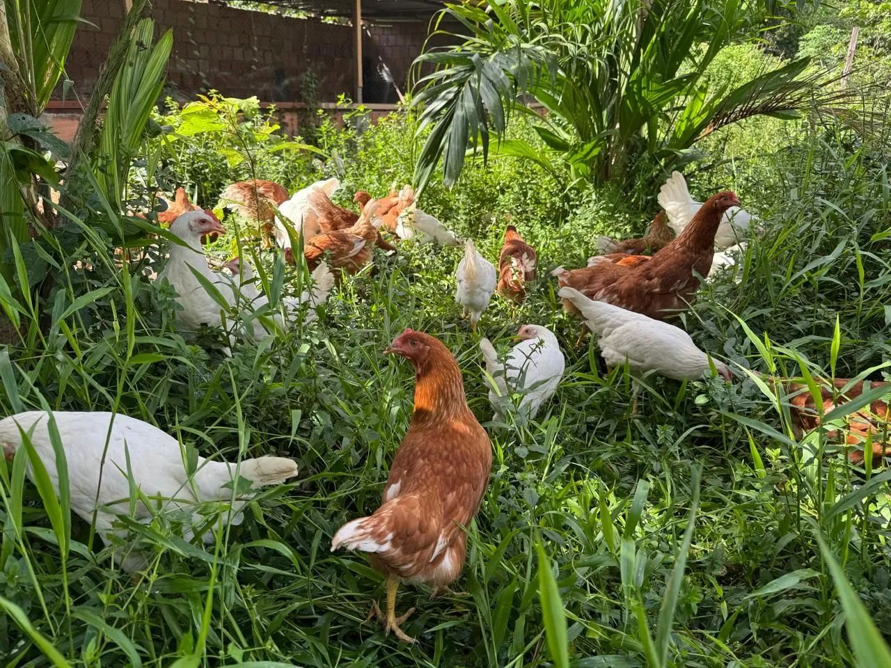 Ovos caipira  - Foto 4
