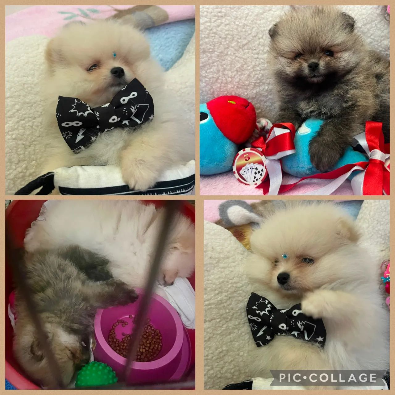 Fêmeas Spitz alemão ( Anão) -> Lulu da Pomerânia - Foto 3