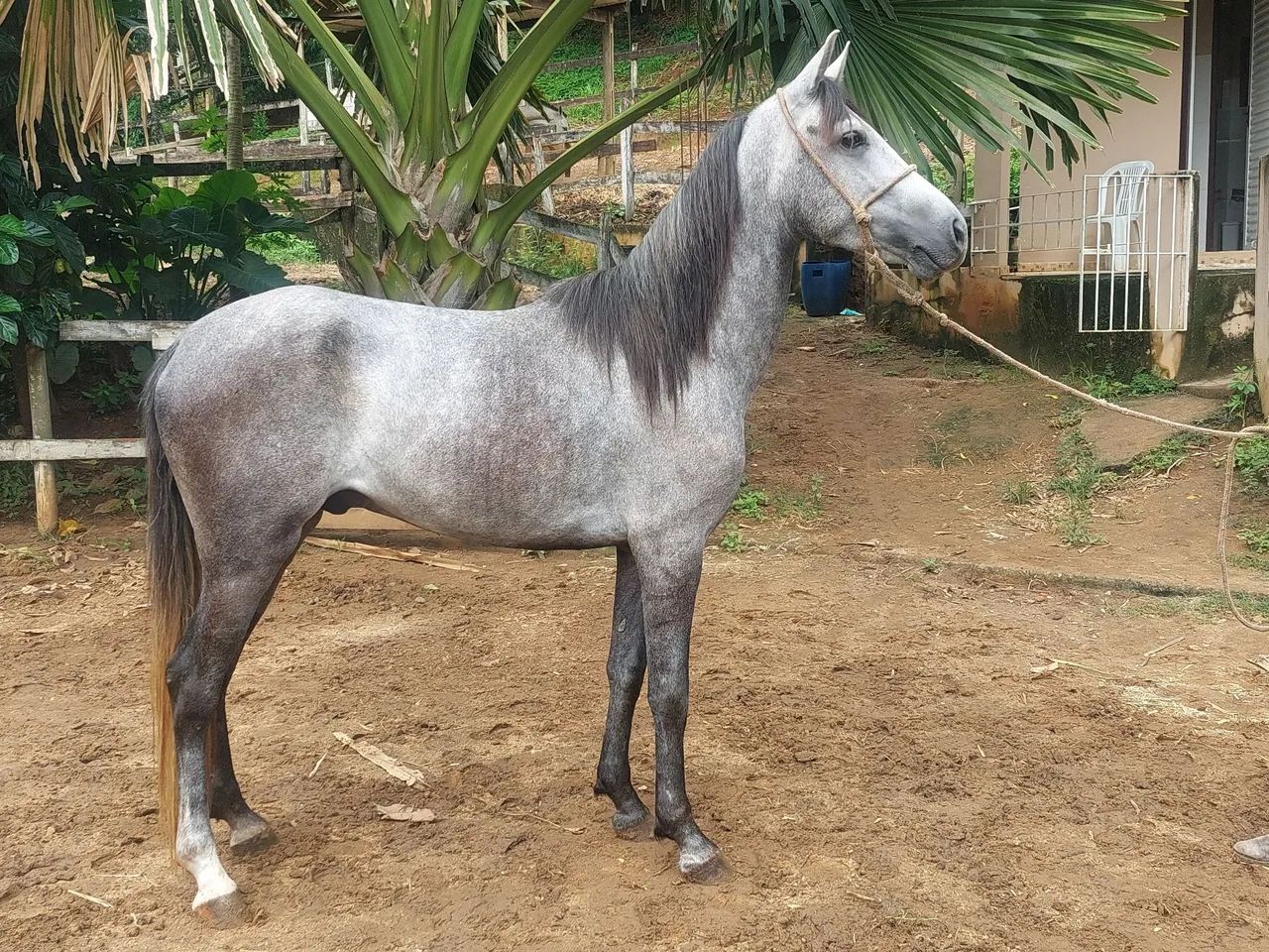 Cavalo m marchador 3 anos top de marcha montado parcelado - Foto 2