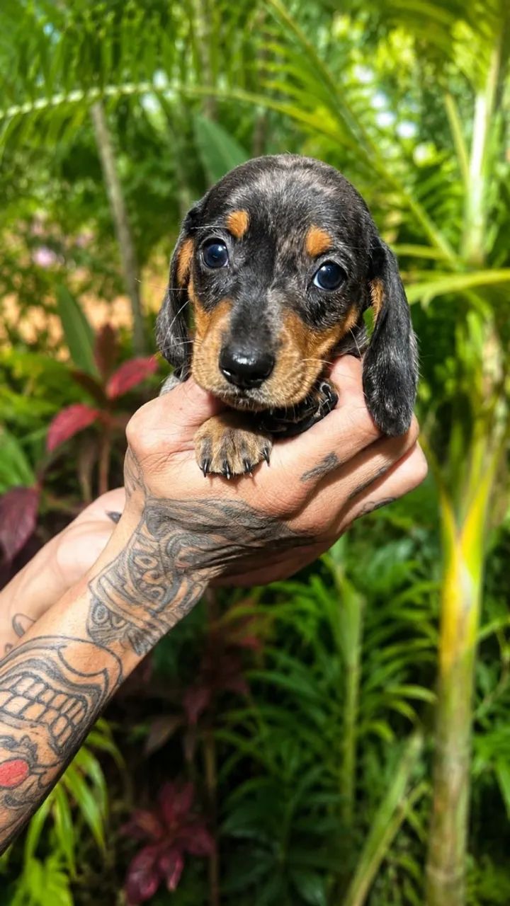 Dachshund Puro - Excelente Qualidade - Foto 2