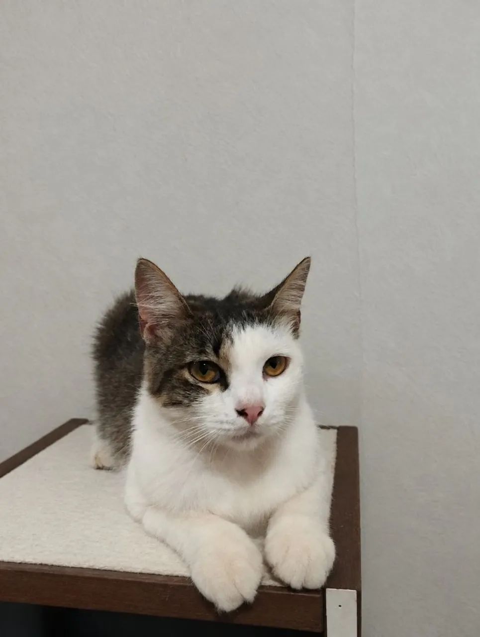 Gata para adoção responsável - Foto 3