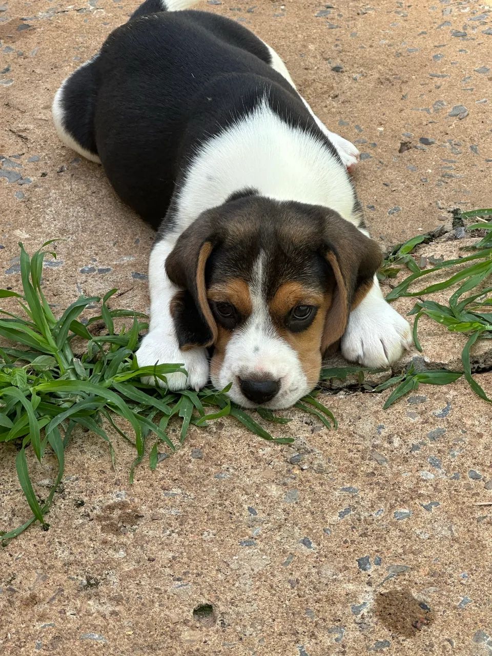 Beagle fêmea 