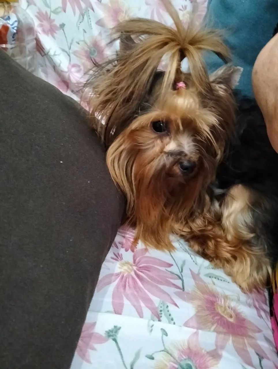 Yorkshire Terrier - Foto 5