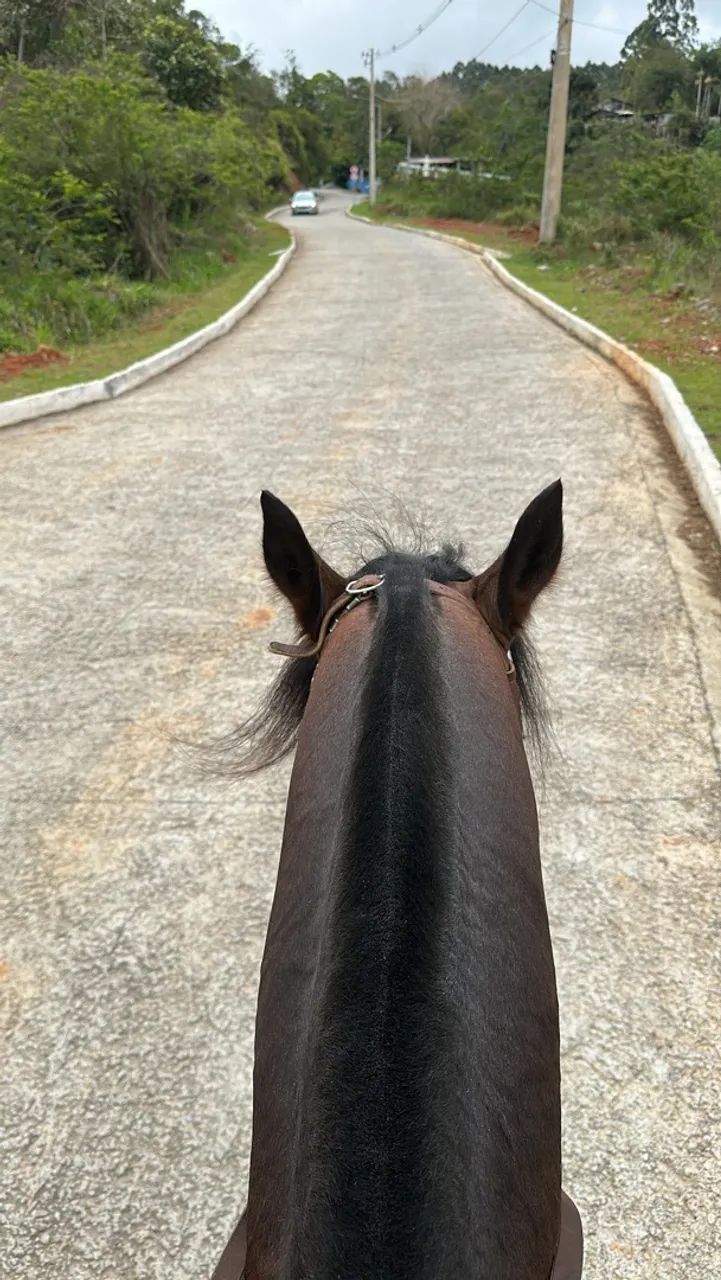 Cavalo crioulo  - Foto 4