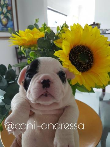 Bulldog francês de qualidade