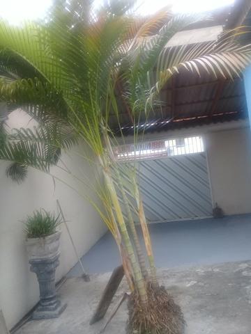 Vendo Palmeiras - Foto 2