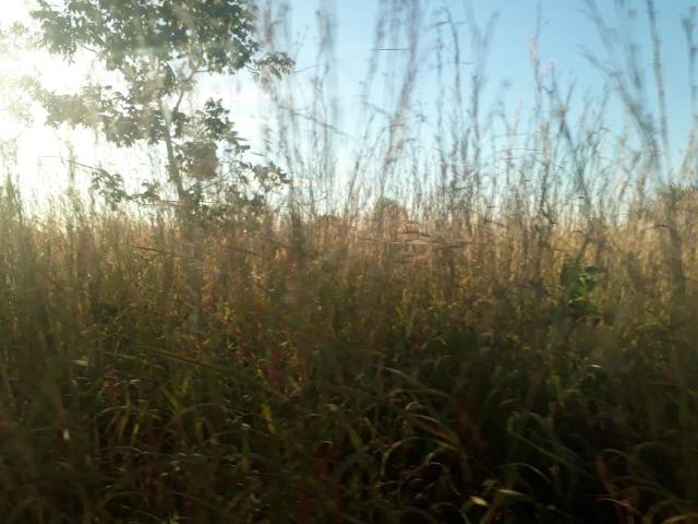 Fazenda 333 hectares para Pecuária em Livramento - Foto 6