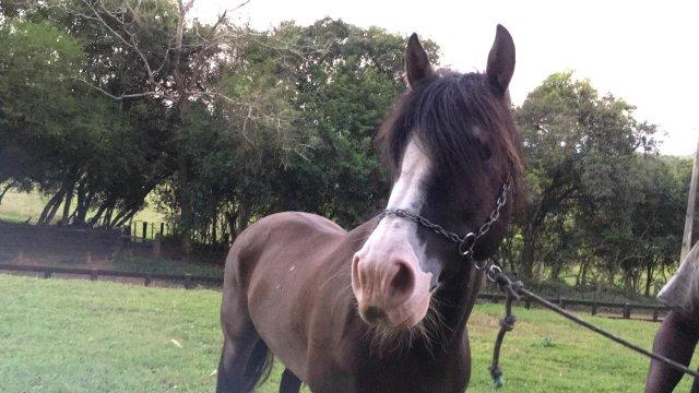 Cavalo crioulo