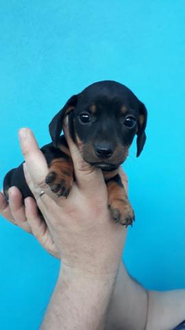 Mini linguicinha - Foto 4