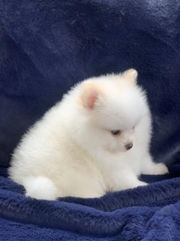 Spitz alemão os mais lindos luluzinhos Whats - Foto 6
