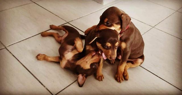 Filhotes de Dobermans