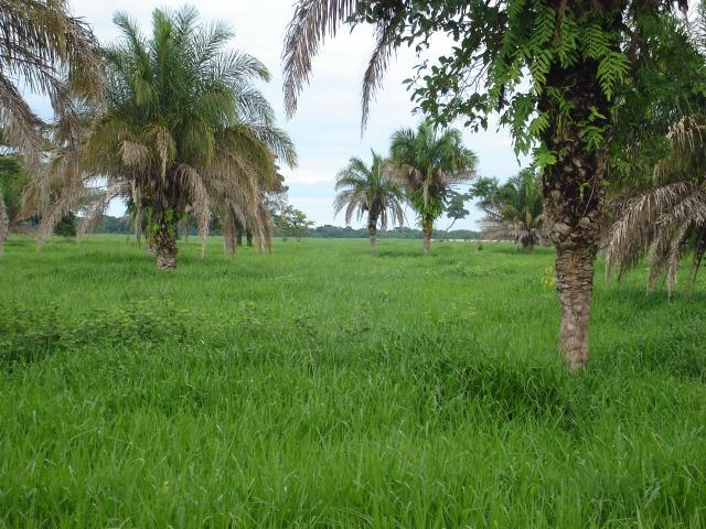 Fazenda - Barra do Garça MT - Foto 19