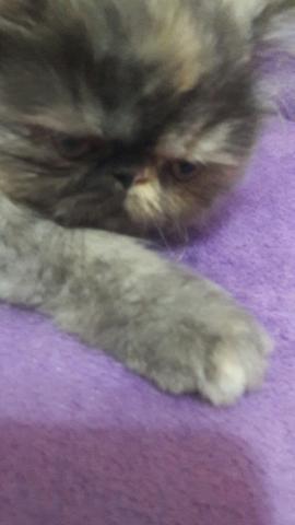 Gato Persa - Foto 3