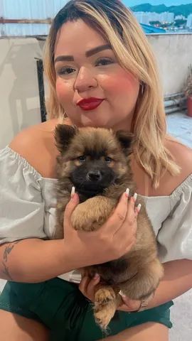 Chowchow  - Foto 2