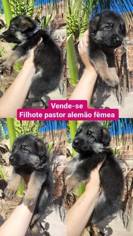 COMPRO CACHORROS PASTOR INGLES 100% PUROS #55037