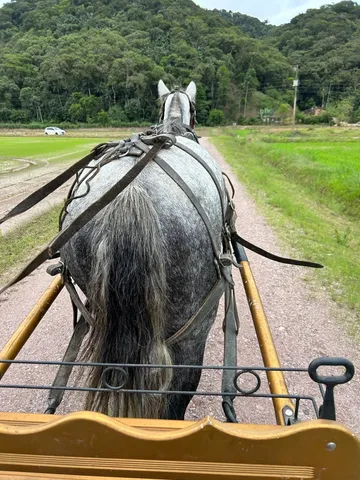 Traia de frente - Cavalos e acessórios - Vila Jayara, Anápolis