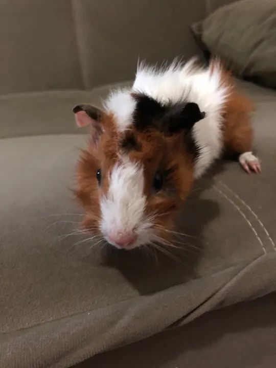 Porquinho da Índia Filhote - Foto 3