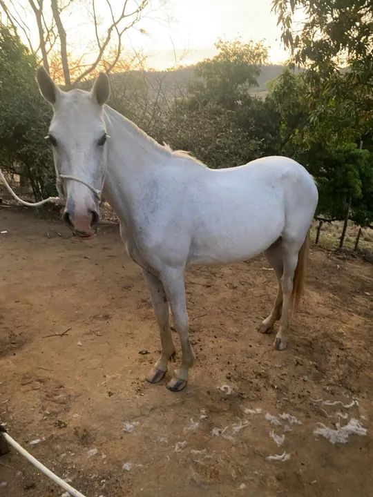 Égua mangalarga  - Foto 2