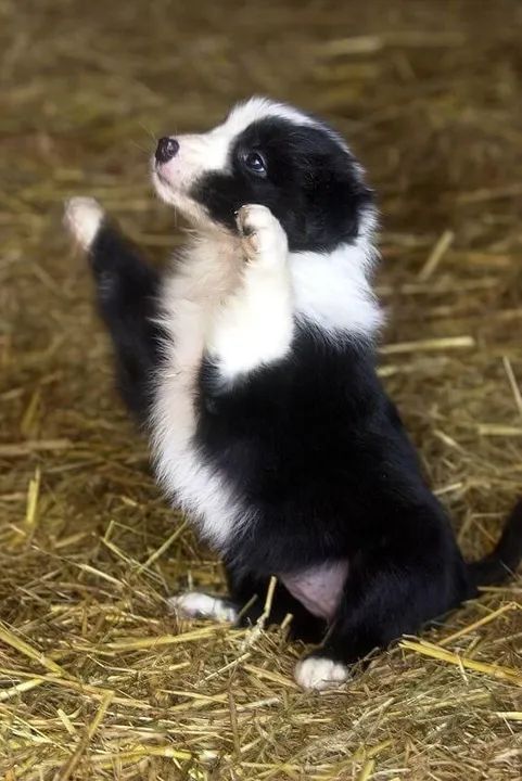 Border Collie guardião companheiro
