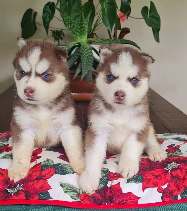 Husky Siberiano!! Faça sua reserva de Natal