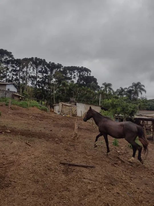 Cavalo marchador picado  - Foto 5