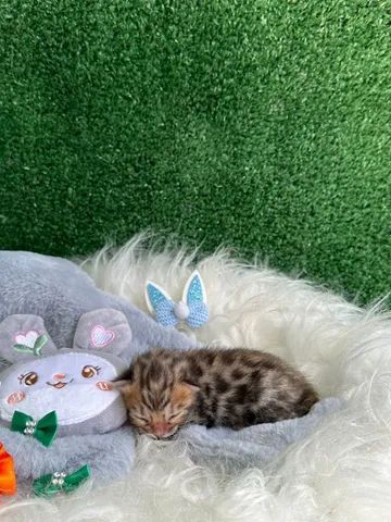 Bengal  - Foto 5