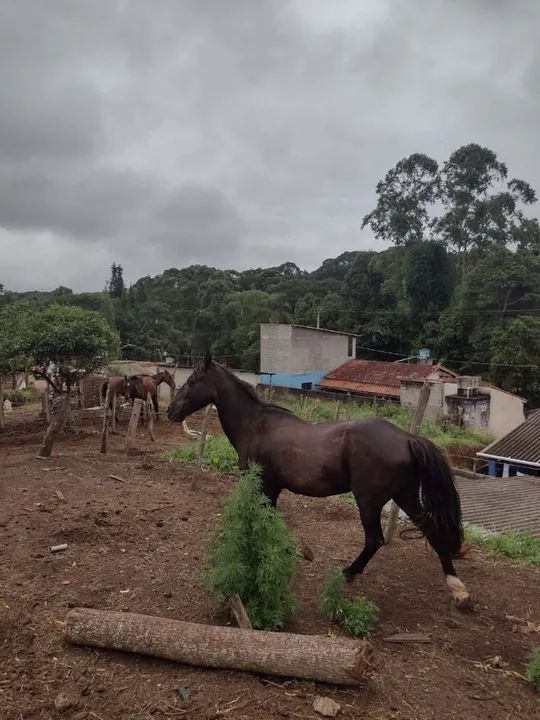 Cavalo marchador picado  - Foto 3