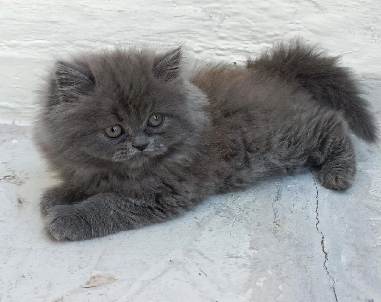 Persa na cor creme filhotes... - Foto 3