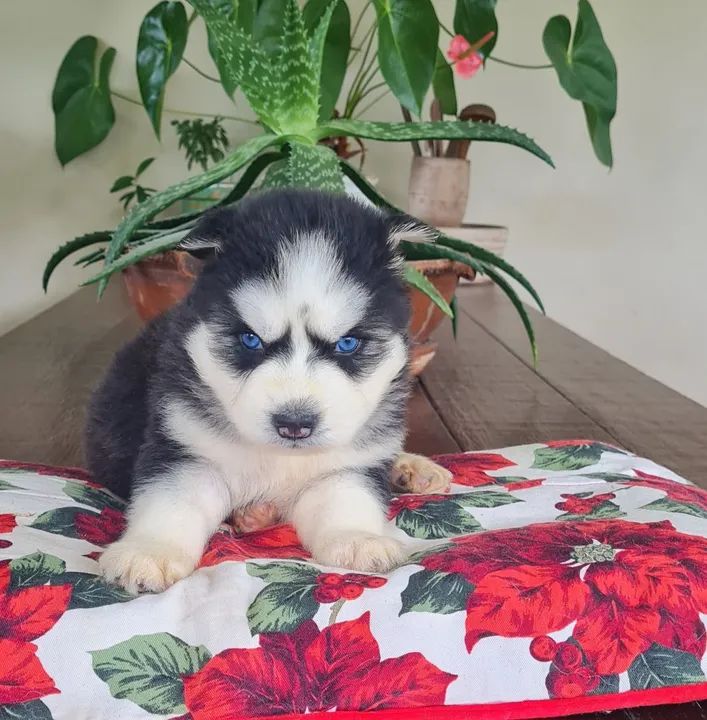 Husky Siberiano!! Faça sua reserva de Natal - Foto 4