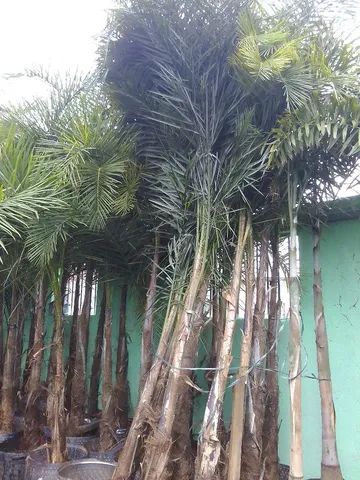 Palmeiras... GUEROBA, BISMARCK, COCO anão e PIRAMIDALES.. - Foto 3