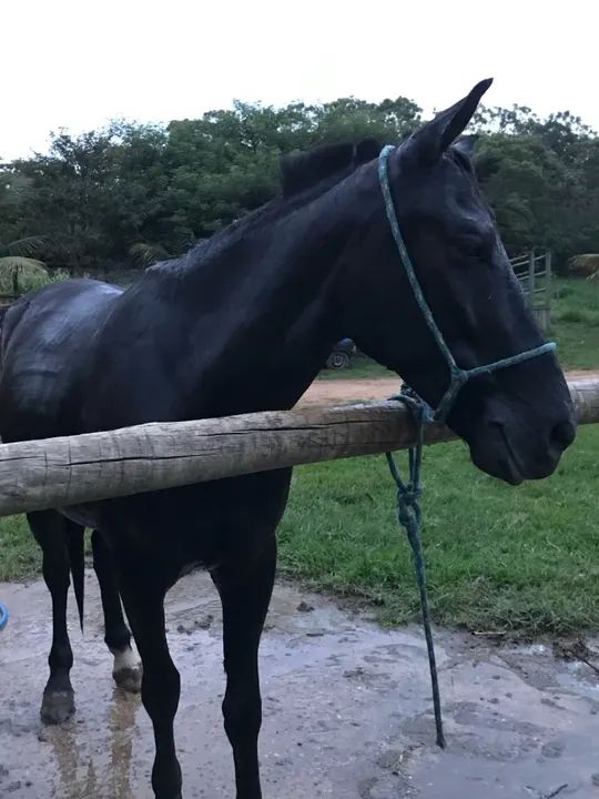 Cavalo meio sangue Manga larga - Tornado - Foto 2